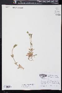 Cerastium fontanum subsp. vulgare image