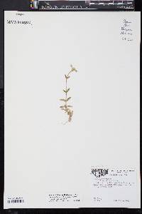 Cerastium fontanum subsp. vulgare image