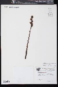 Hypopitys monotropa image