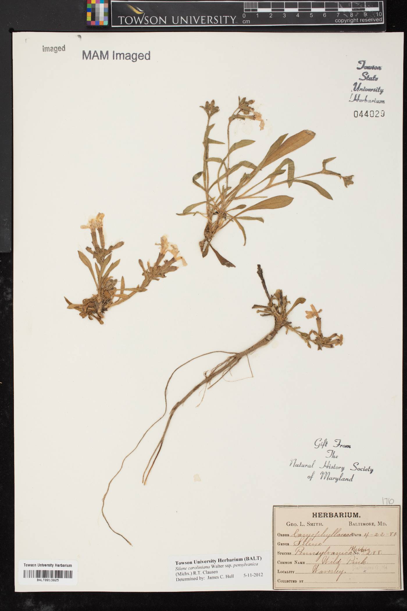 Silene caroliniana image