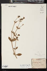 Silene latifolia image