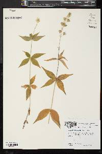 Silene stellata image