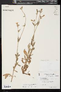 Silene vulgaris image