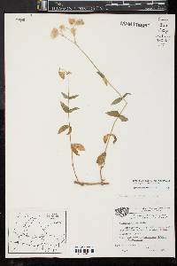 Silene vulgaris image