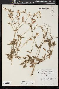 Silene latifolia image