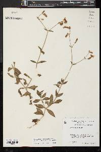 Silene latifolia image