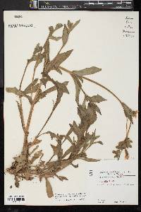 Silene latifolia image