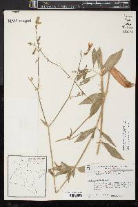 Silene latifolia image