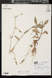 Silene latifolia image