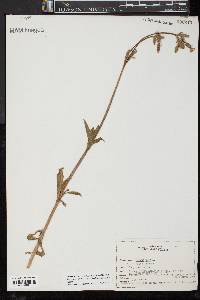 Silene latifolia image