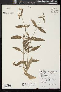 Silene latifolia image