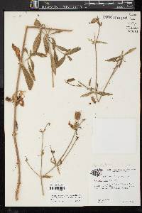 Silene latifolia image