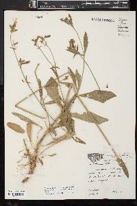 Silene latifolia image