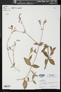 Silene latifolia image