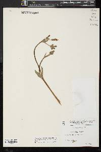 Silene latifolia image