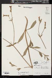 Silene latifolia image