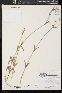 Silene latifolia image