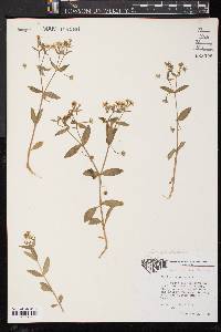 Stellaria pubera image