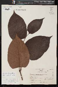 Reynoutria japonica image