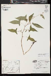 Persicaria arifolia image