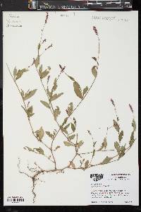 Persicaria glabra image