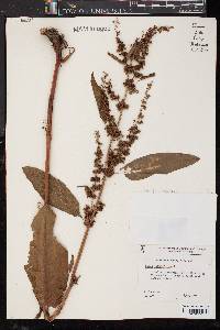 Rumex obtusifolius image