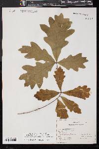 Quercus bicolor image