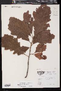 Quercus bicolor image