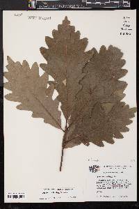 Quercus bicolor image