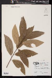 Quercus imbricaria image