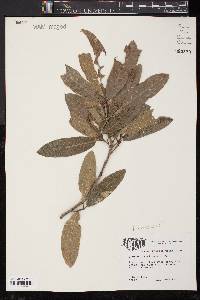 Quercus imbricaria image