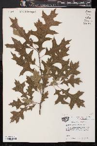 Quercus palustris image