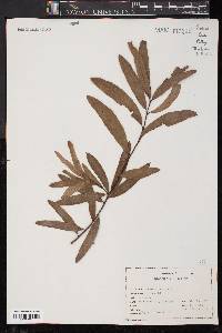 Quercus phellos image