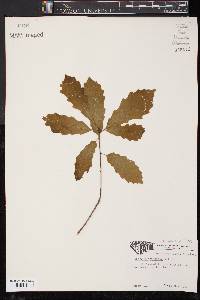 Quercus prinoides image