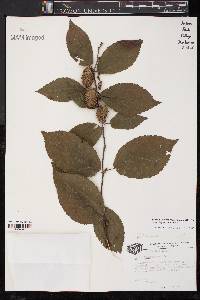 Betula alleghaniensis image