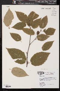 Betula lenta image