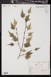 Betula pendula image