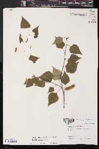 Betula pendula image