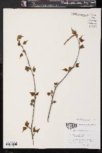 Betula populifolia image