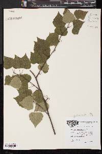 Betula populifolia image