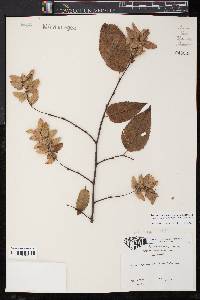 Carpinus caroliniana subsp. caroliniana image