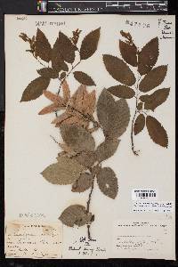 Carpinus caroliniana subsp. caroliniana image