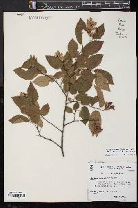 Carpinus caroliniana subsp. caroliniana image