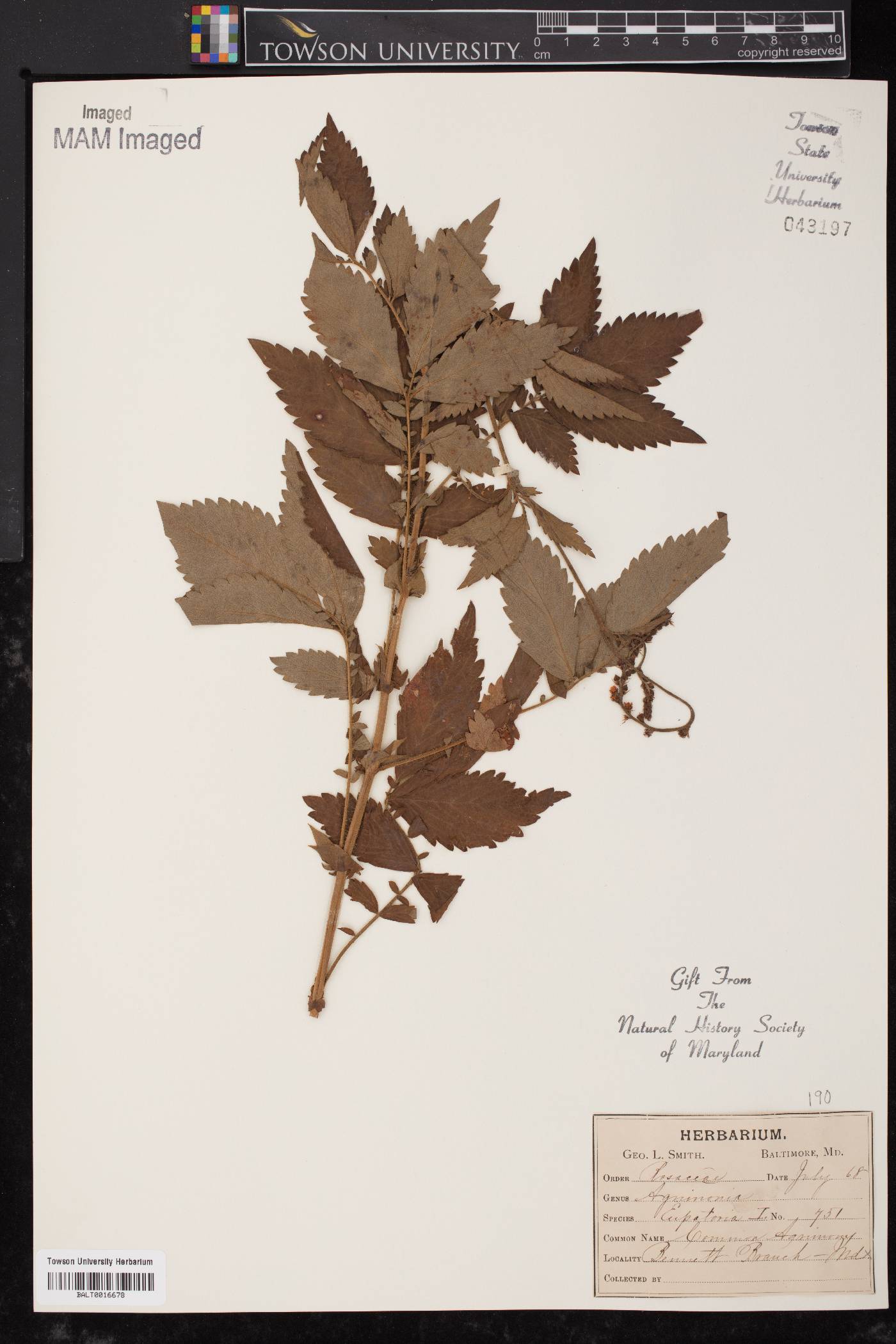 Agrimonia eupatoria image