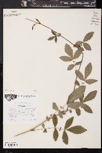 Agrimonia parviflora image