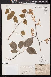 Amelanchier canadensis image