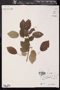 Amelanchier canadensis image