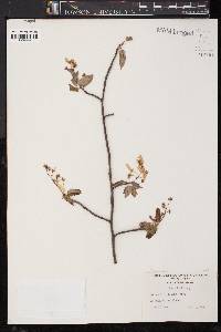 Amelanchier laevis image