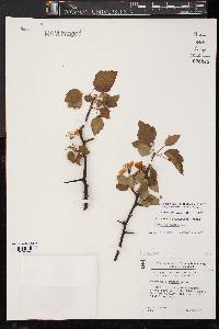 Crataegus pruinosa image