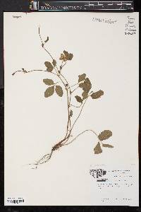 Potentilla indica image